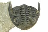 Curled Hollardops Trilobite - Orange Eye Preservation #309214-4